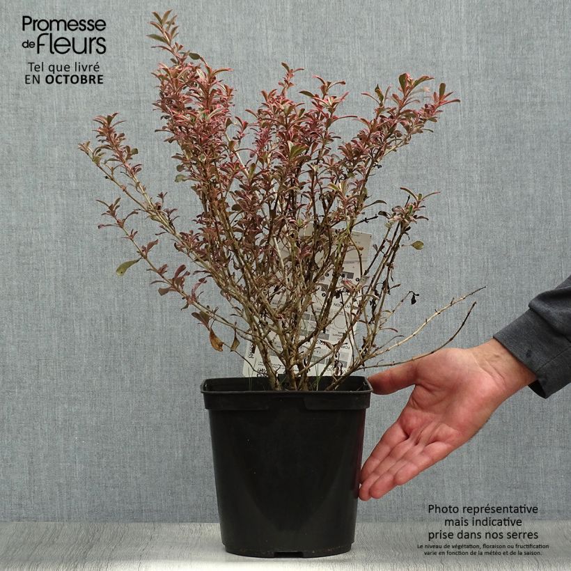 Ejemplar de Coprosma repens Fire Burst Maceta 3L/4L entregado en otoño