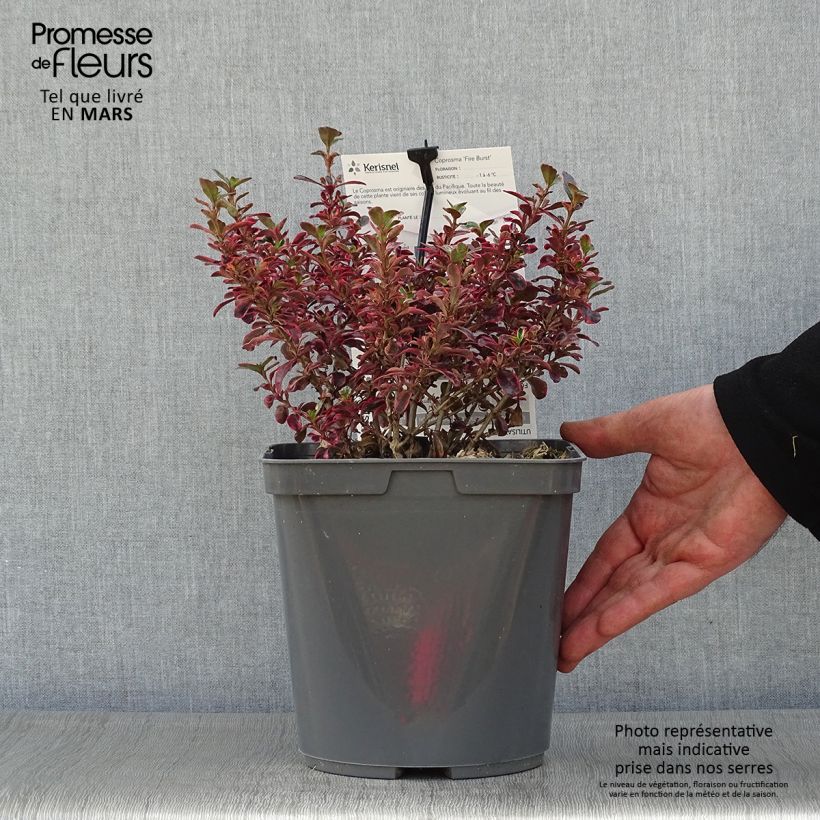 Coprosma repens Fire Burst Maceta 3L/4L Ejemplar entregado en la primavera