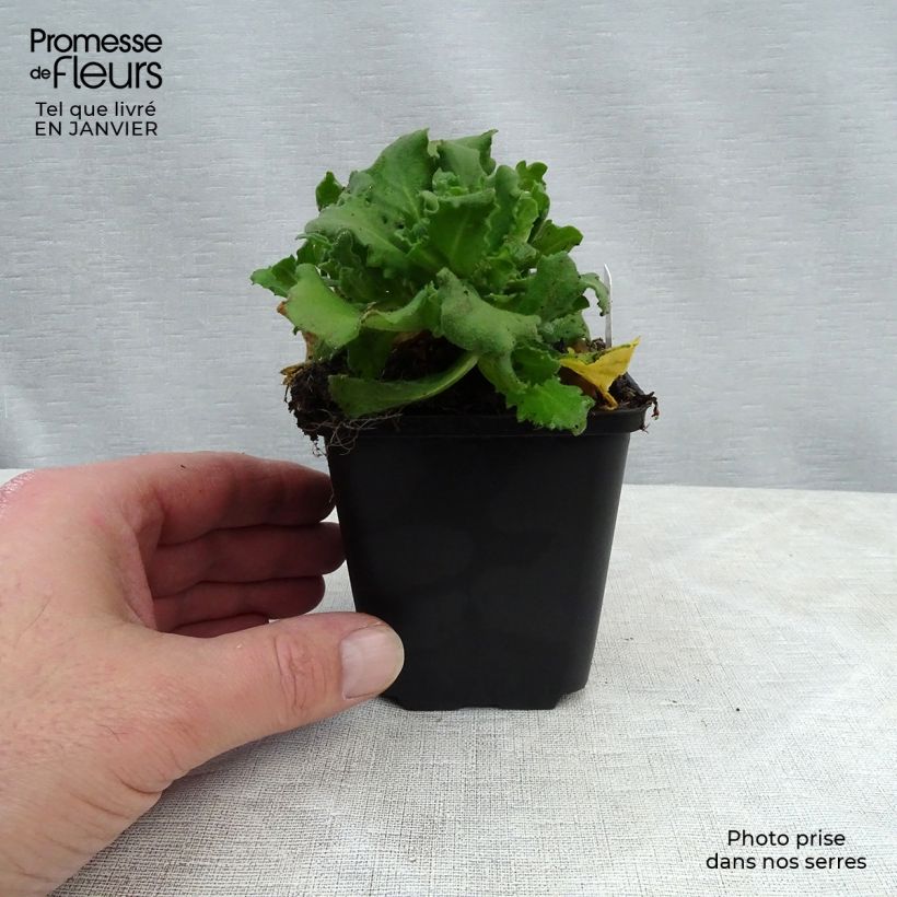 Arabis caucasica Bakkely Maceta de 8/9 cm Ejemplar entregado en invierno