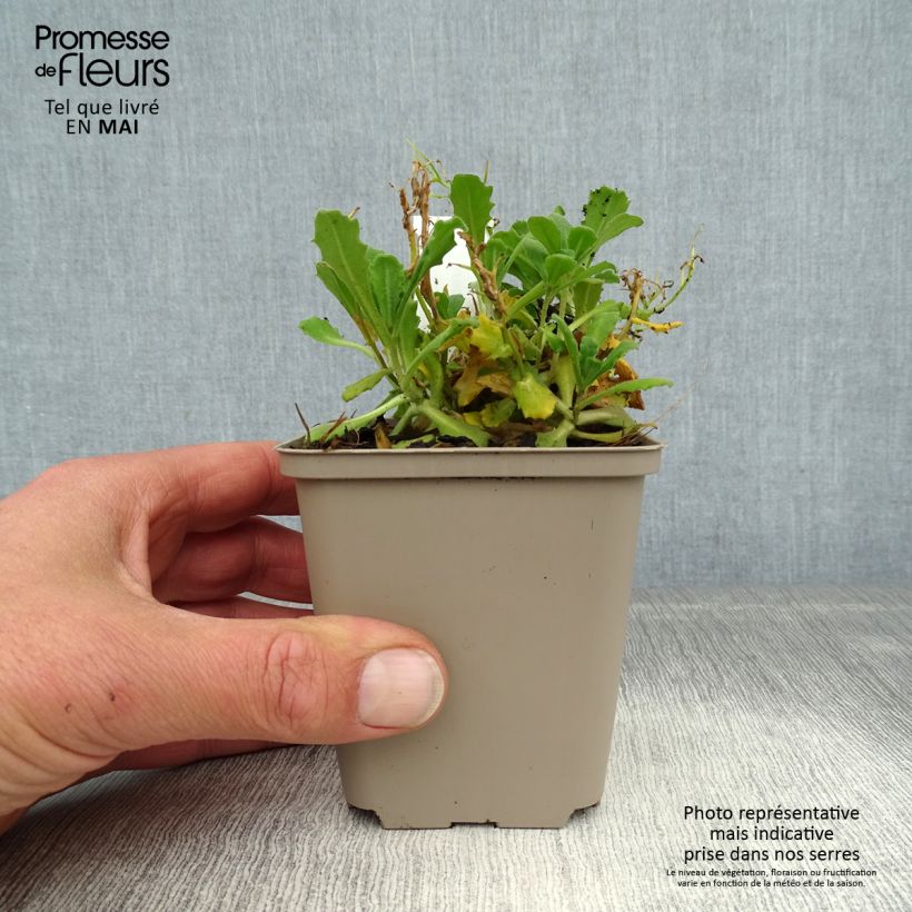 Arabis caucasica Bakkely Maceta de 8/9 cm Ejemplar entregado en la primavera