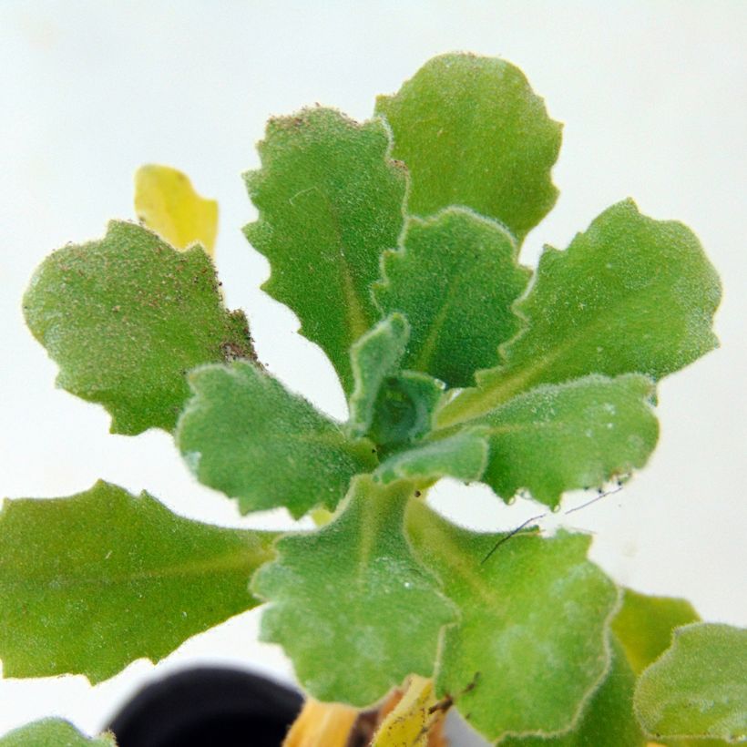 Arabis caucasica Bakkely (Follaje)