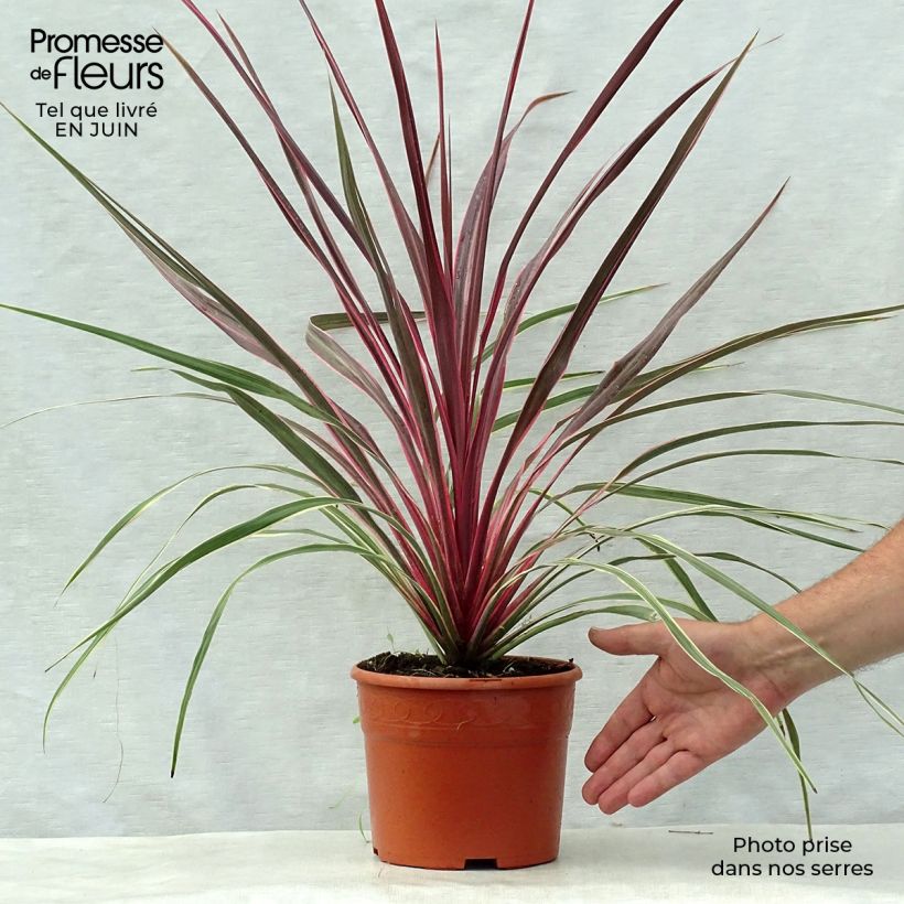 Ejemplar de Cordyline banksii Can Can Maceta 2L/3L entregado en verano