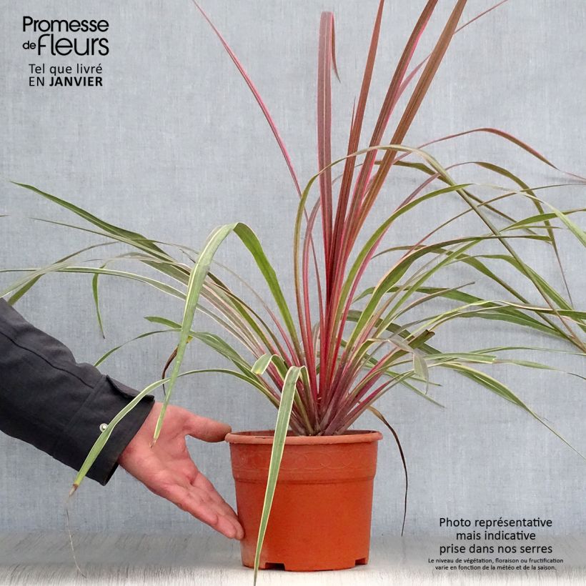 Cordyline banksii Can Can Maceta 2L/3L Ejemplar entregado en invierno