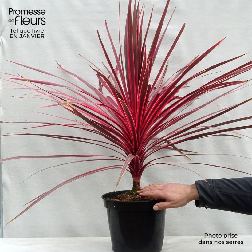 Cordiline Charlie boy- Cordyline australis Maceta 4L/5L Ejemplar entregado en invierno