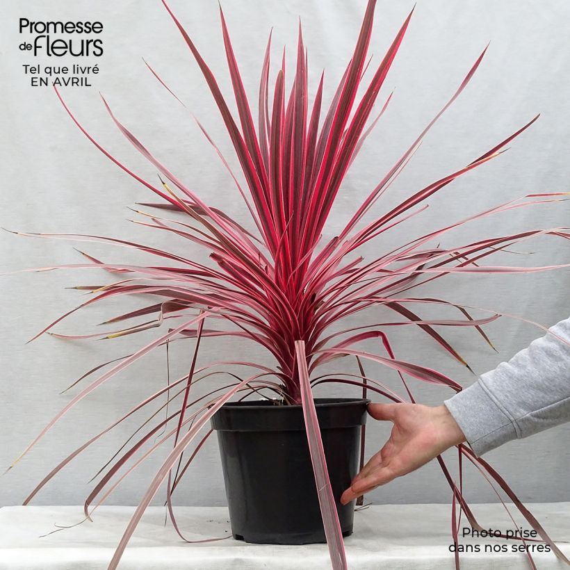 Cordiline Charlie boy- Cordyline australis Maceta 4L/5L Ejemplar entregado en la primavera