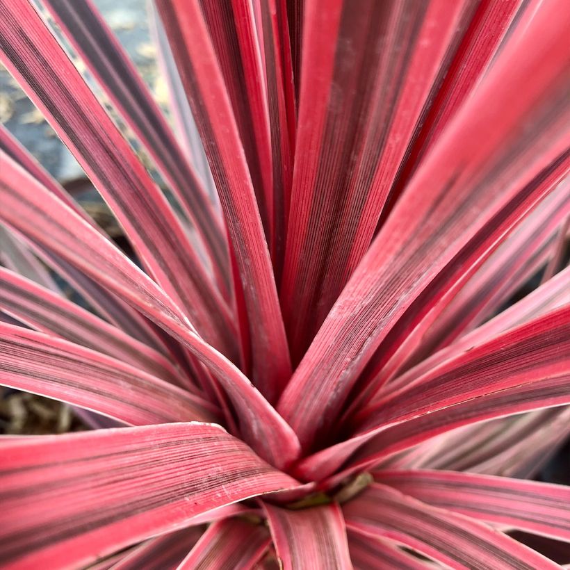 Cordiline Charlie boy- Cordyline australis (Follaje)