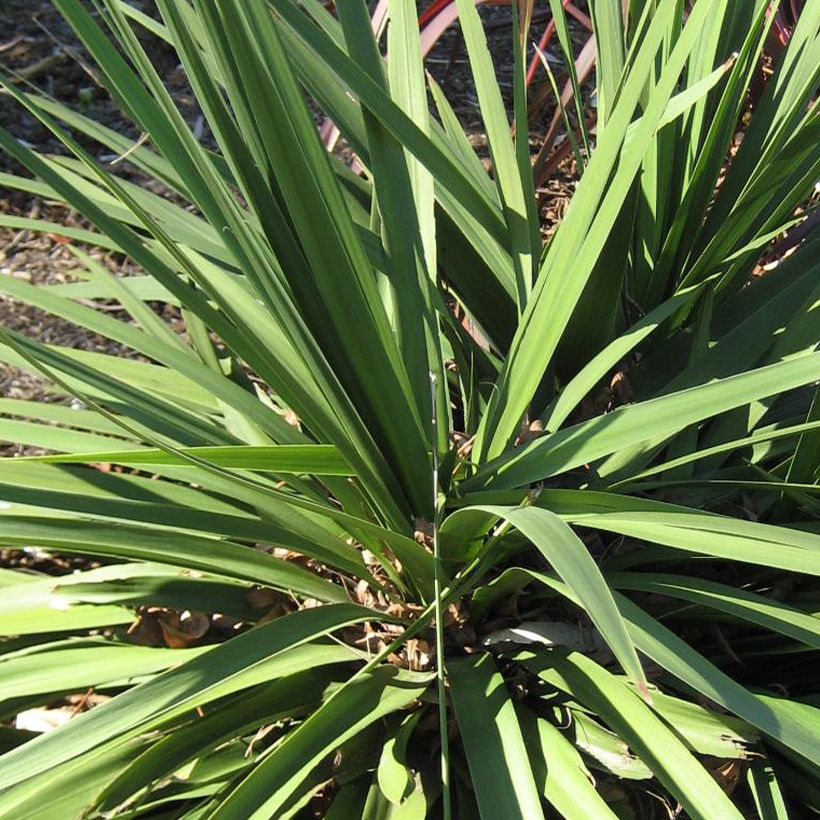 Cordiline Ti Tawhiti- Cordyline australis (Follaje)
