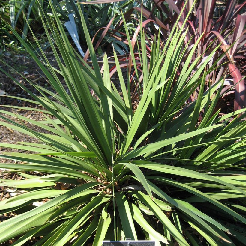 Cordiline Ti Tawhiti- Cordyline australis (Porte)