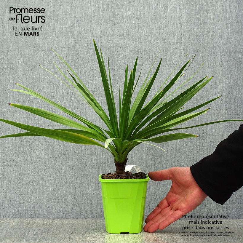 Cordiline Ti Tawhiti- Cordyline australis Maceta 1L/1,5L Ejemplar entregado en la primavera