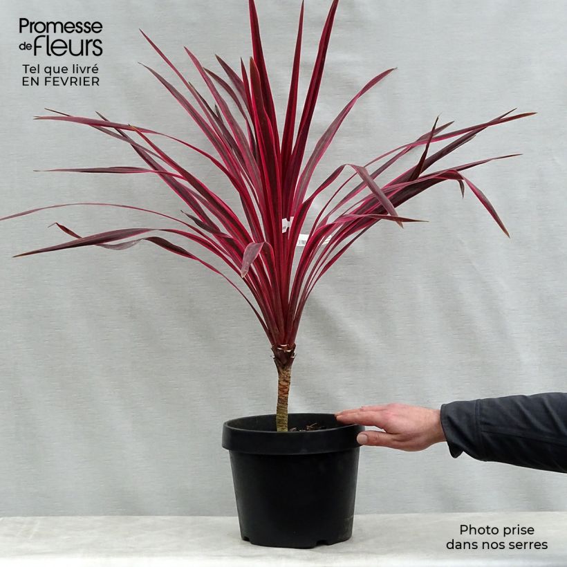 Cordiline Cherry Sensation- Cordyline australis Maceta 6L/7L Ejemplar entregado en invierno