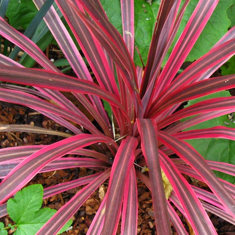 Cordiline Cherry Sensation- Cordyline australis (Follaje)