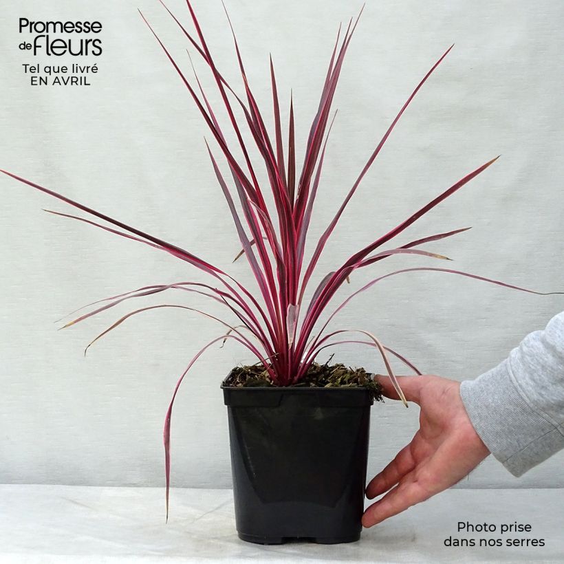 Cordiline Cherry Sensation- Cordyline australis Maceta 2L/3L Ejemplar entregado en la primavera