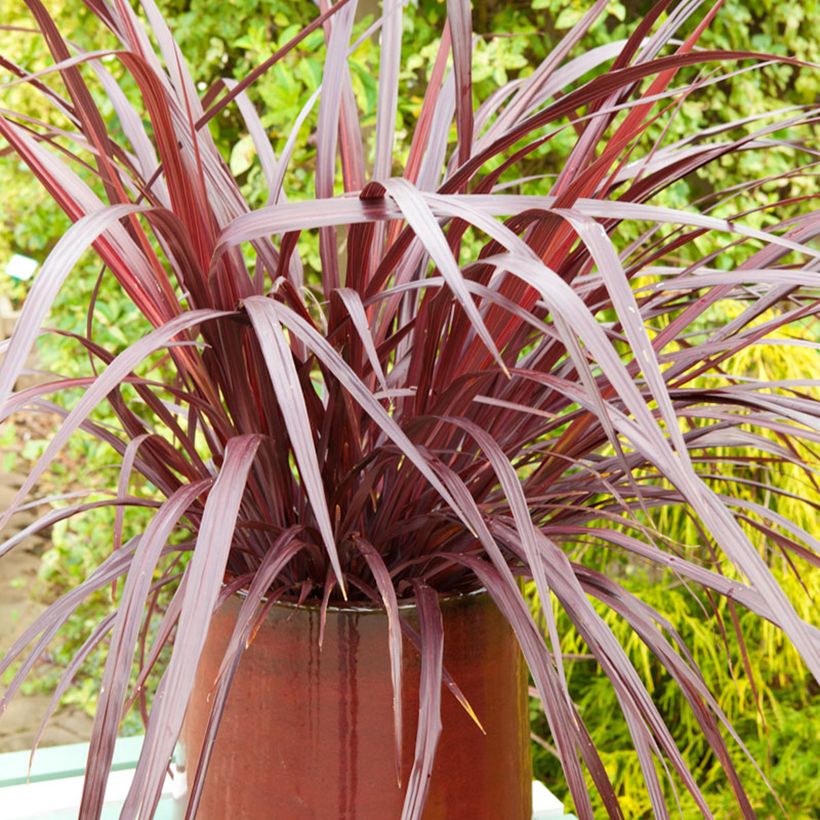 Cordiline Design a Line Burgundy- Cordyline australis (Porte)