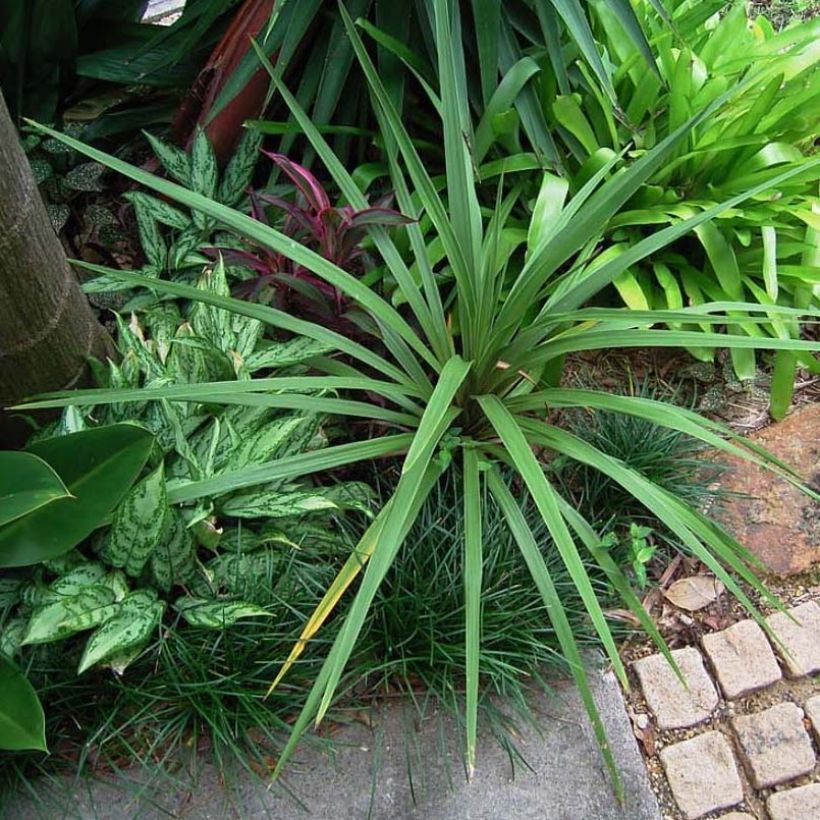 Cordiline Peko- Cordyline australis (Follaje)