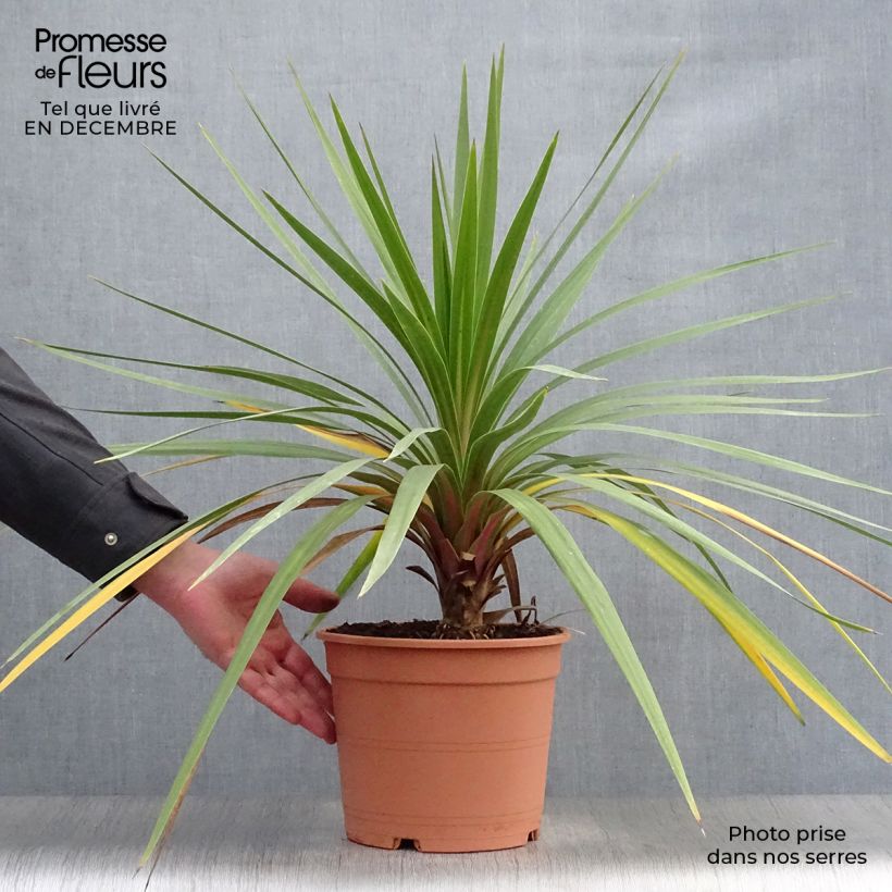 Cordiline Peko- Cordyline australis Maceta 3L/4L Ejemplar entregado en invierno