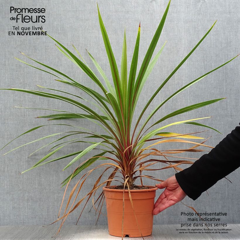 Ejemplar de Cordiline Peko- Cordyline australis Maceta 3L/4L entregado en otoño