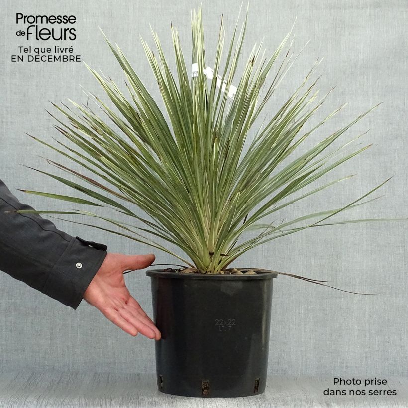 Cordiline Pink Champagne- Cordyline australis Maceta 3L/4L Ejemplar entregado en invierno