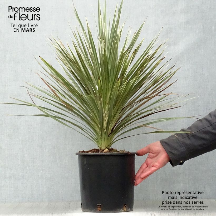 Cordiline Pink Champagne- Cordyline australis Maceta 3L/4L Ejemplar entregado en la primavera
