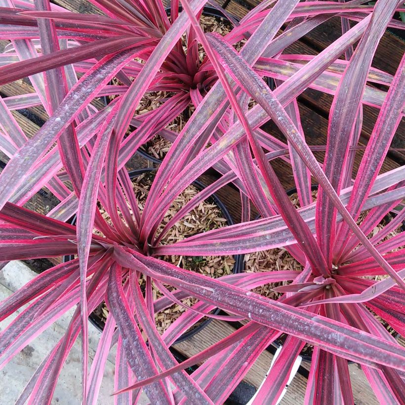 Cordiline Pink passion- Cordyline australis (Floración)