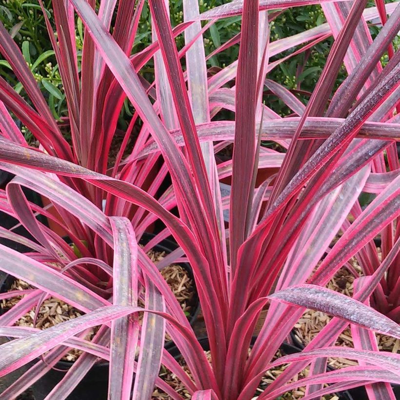 Cordiline Pink passion- Cordyline australis (Follaje)