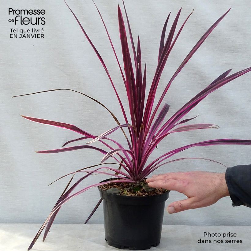 Cordiline Pink passion- Cordyline australis Maceta 2L/3L Ejemplar entregado en invierno