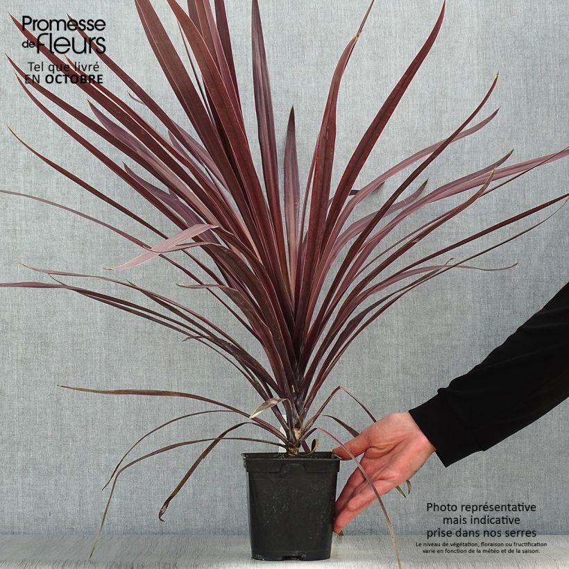 Ejemplar de Cordiline Red Star- Cordyline australis Maceta 2L/3L entregado en otoño