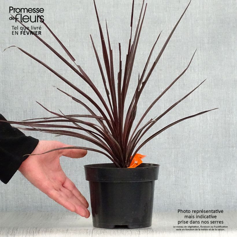 Cordiline Red Star- Cordyline australis Maceta 2L/3L Ejemplar entregado en invierno