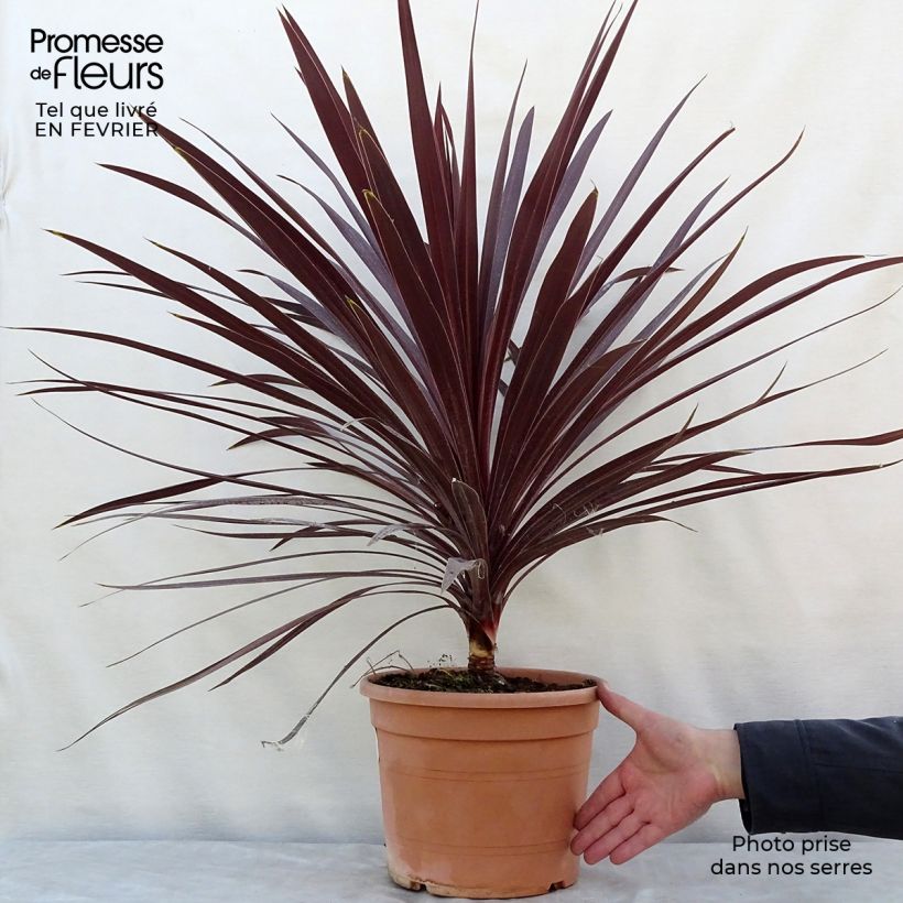 Cordiline Red Star- Cordyline australis Maceta 7,5L/10L Ejemplar entregado en invierno