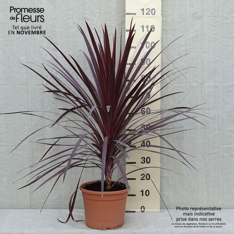 Ejemplar de Cordiline Red Star- Cordyline australis Maceta 7,5L/10L entregado en otoño