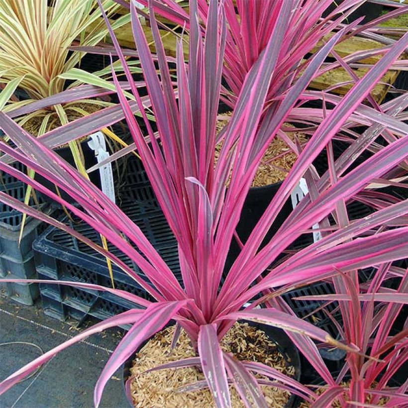 Cordiline Southern Splendour- Cordyline australis (Porte)