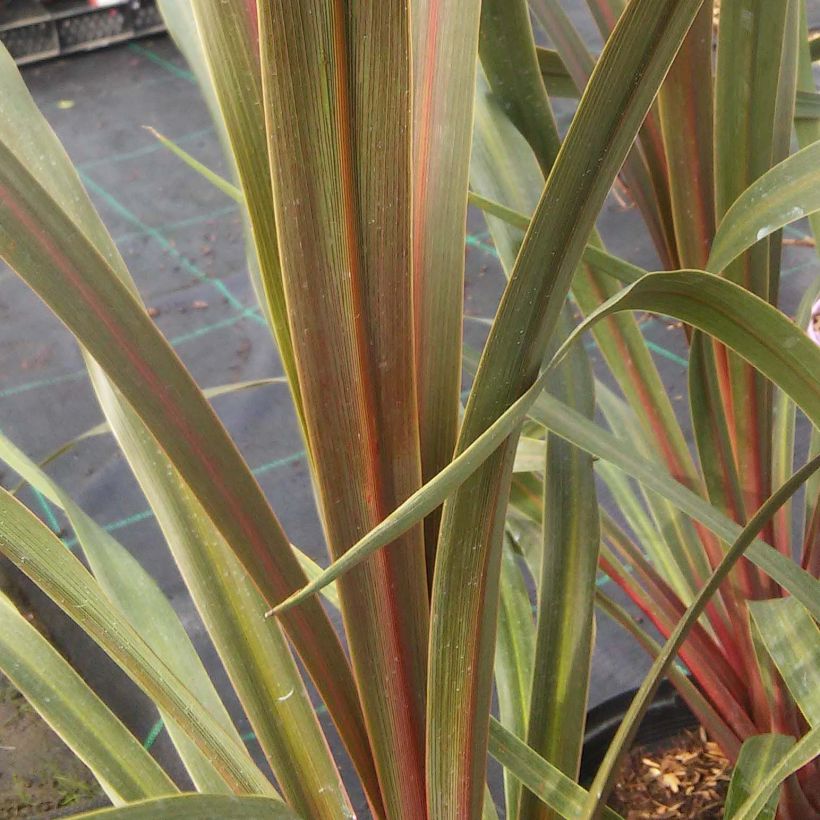 Cordiline Sundance- Cordyline australis (Follaje)