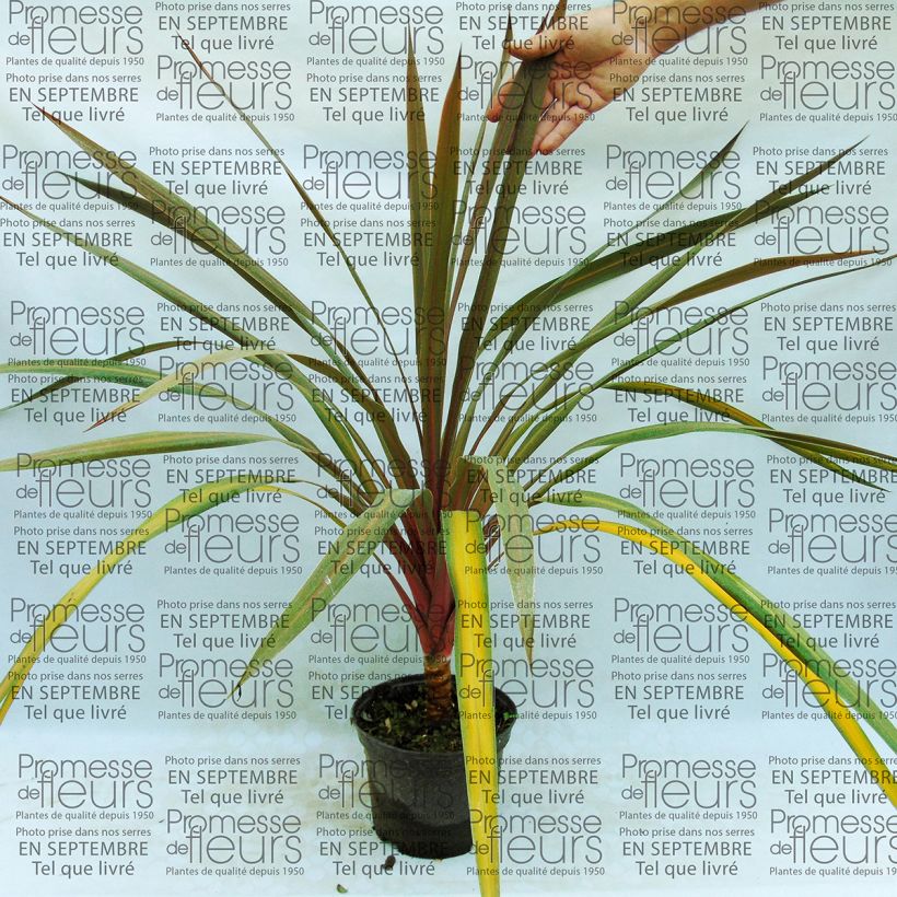 Ejemplo de ejemplar de Cordiline Sundance- Cordyline australis Maceta 2L/3L tal y como se entrega