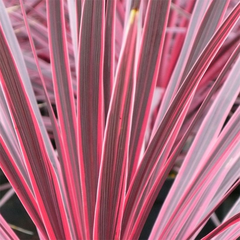 Cordiline Sunrise- Cordyline australis (Follaje)