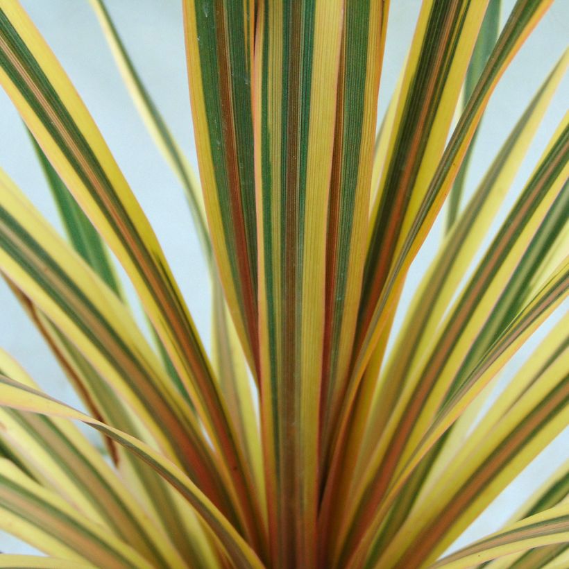 Cordiline Torbay Dazzler- Cordyline australis (Follaje)