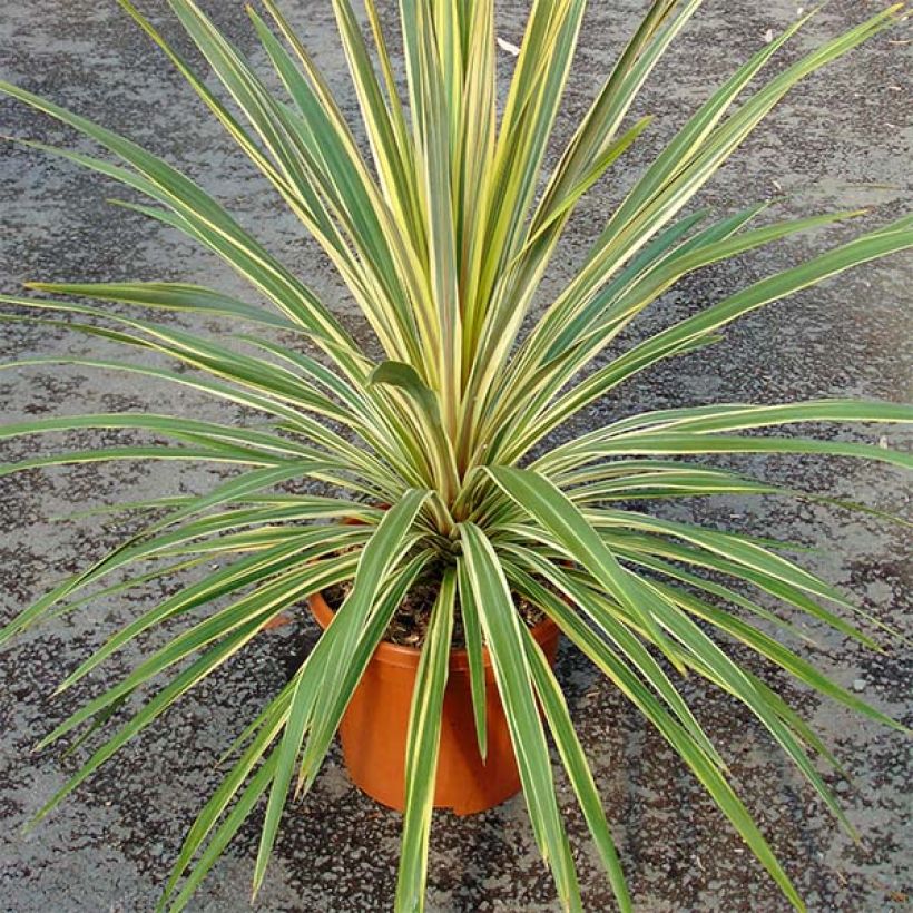 Cordiline Torbay Dazzler- Cordyline australis (Porte)