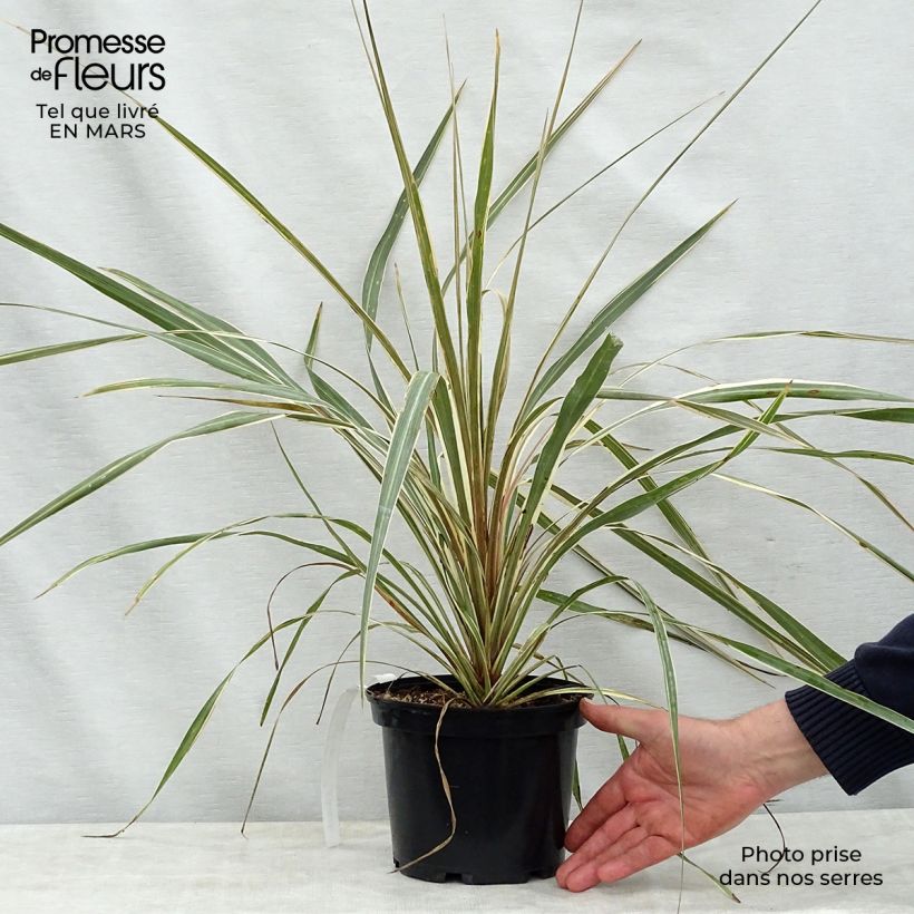 Cordiline Torbay Dazzler- Cordyline australis Maceta 2L/3L Ejemplar entregado en la primavera