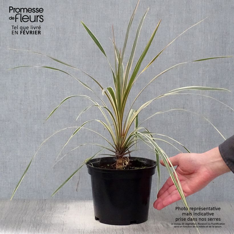 Cordiline Torbay Dazzler- Cordyline australis Maceta 2L/3L Ejemplar entregado en invierno