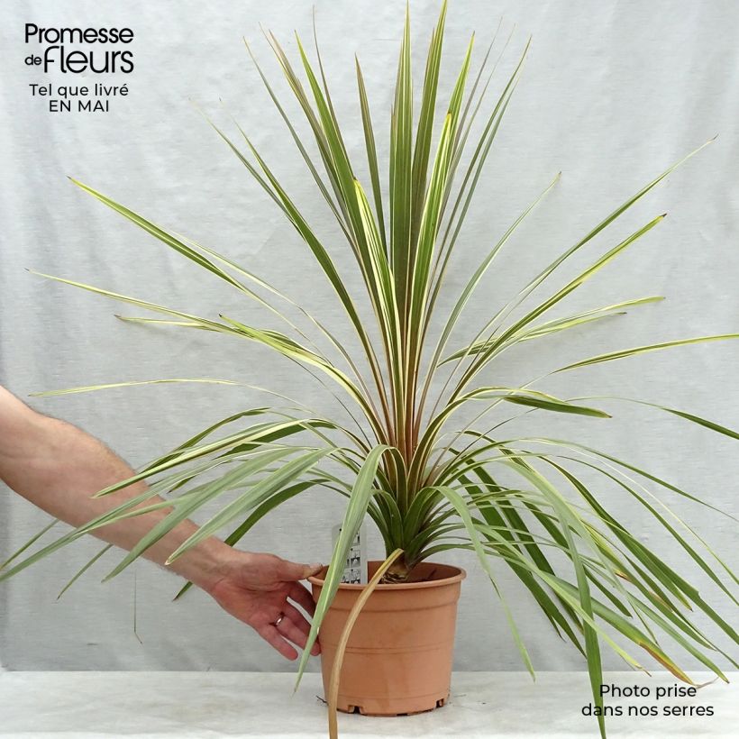 Cordiline Torbay Dazzler- Cordyline australis Maceta 4L/5L Ejemplar entregado en la primavera