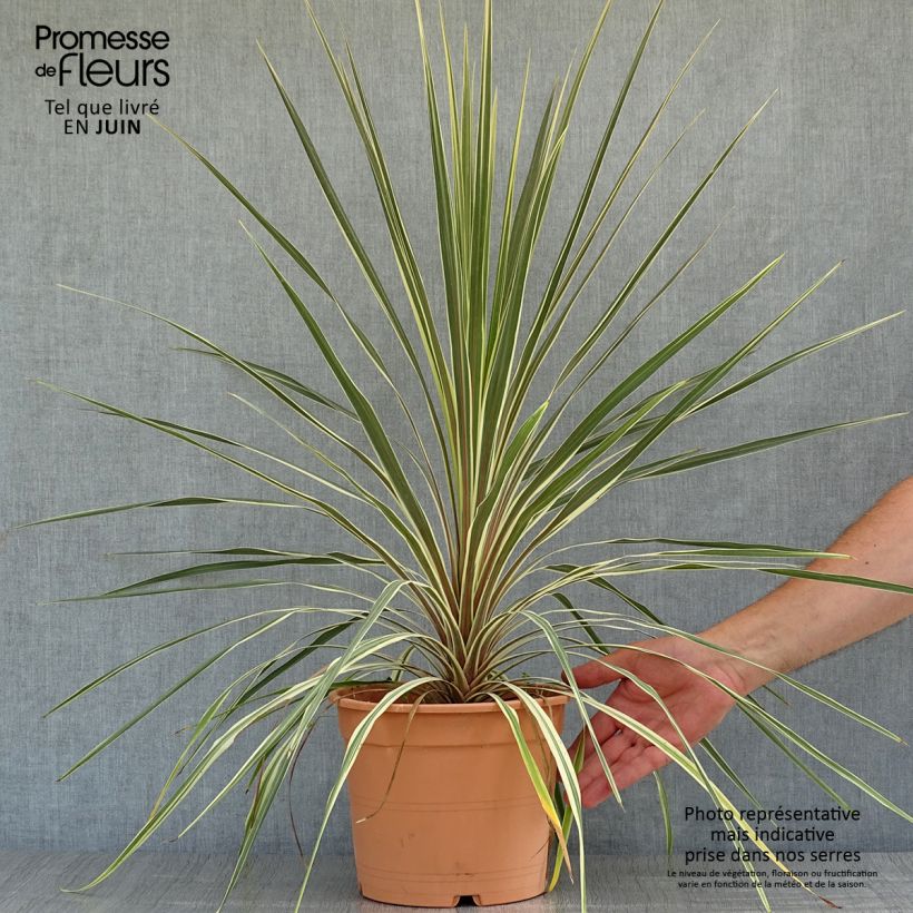 Ejemplar de Cordiline Torbay Dazzler- Cordyline australis Maceta 4L/5L entregado en verano