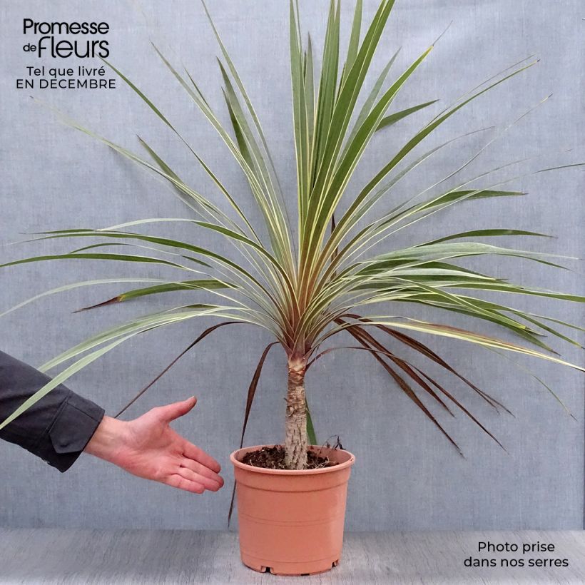 Cordiline Torbay Dazzler- Cordyline australis Maceta 4L/5L Ejemplar entregado en invierno