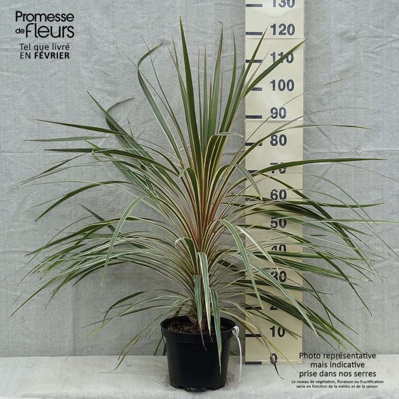 Cordiline Torbay Dazzler- Cordyline australis Maceta 4L/5L Ejemplar entregado en invierno