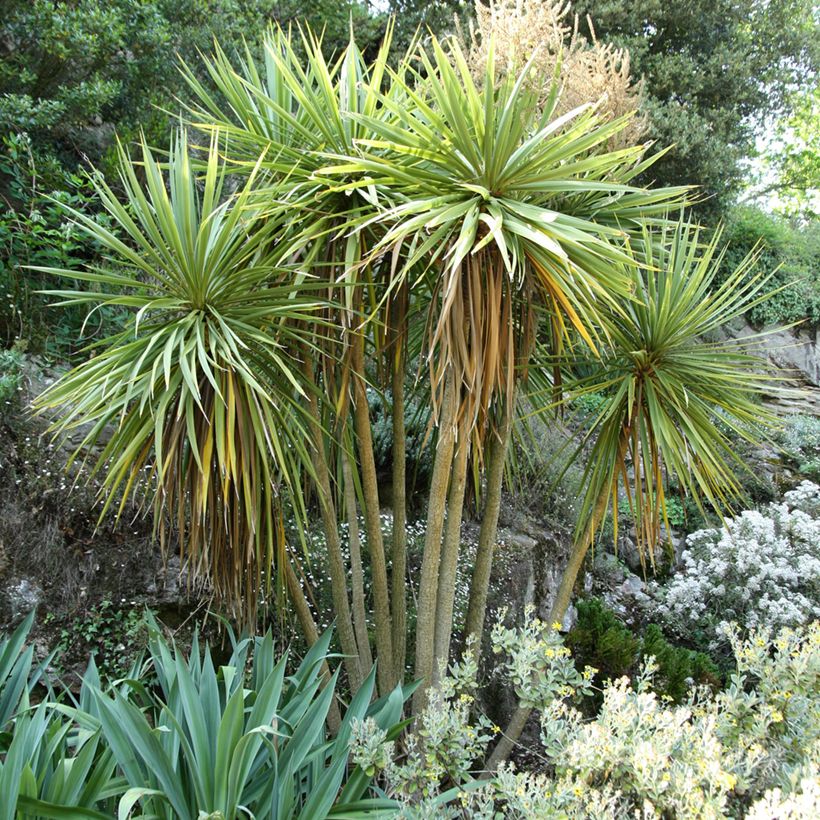Cordiline - Cordyline australis (Porte)
