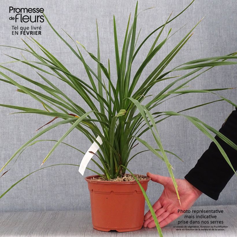 Cordiline - Cordyline australis Maceta 3L/4L Ejemplar entregado en invierno