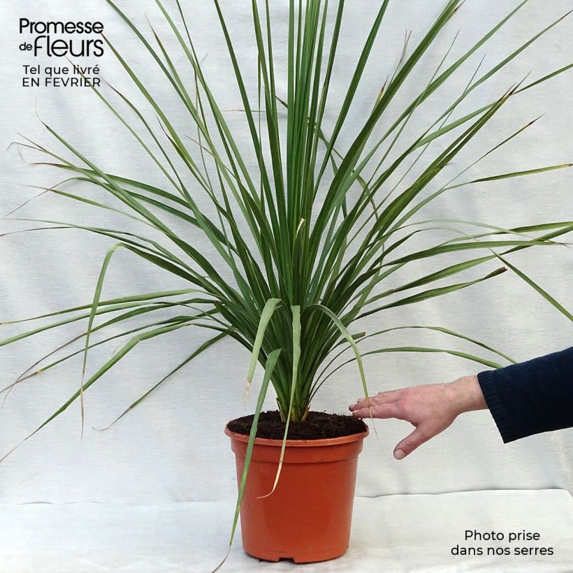 Cordiline - Cordyline australis Maceta 6L/7L Ejemplar entregado en invierno