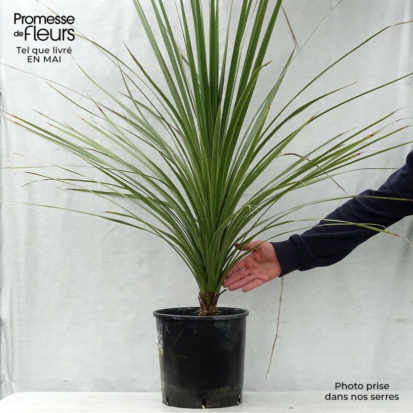 Cordiline - Cordyline australis Maceta 6L/7L Ejemplar entregado en la primavera