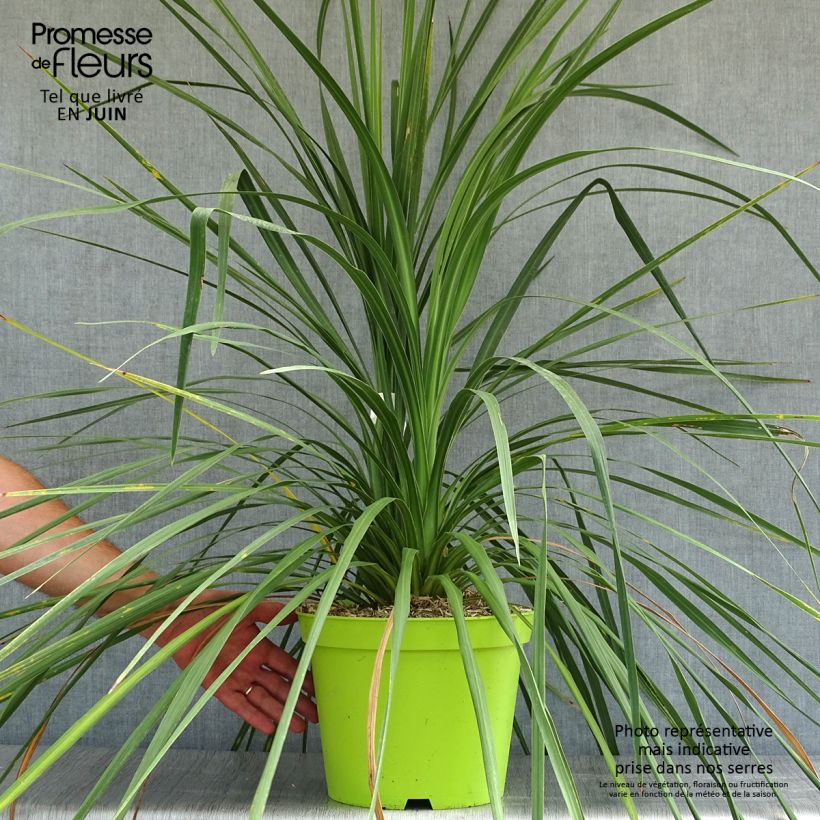 Ejemplar de Cordiline - Cordyline australis Maceta 6L/7L entregado en verano