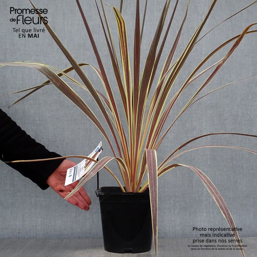 Cordyline banksii Electric Flash Maceta 3L/4L Ejemplar entregado en la primavera