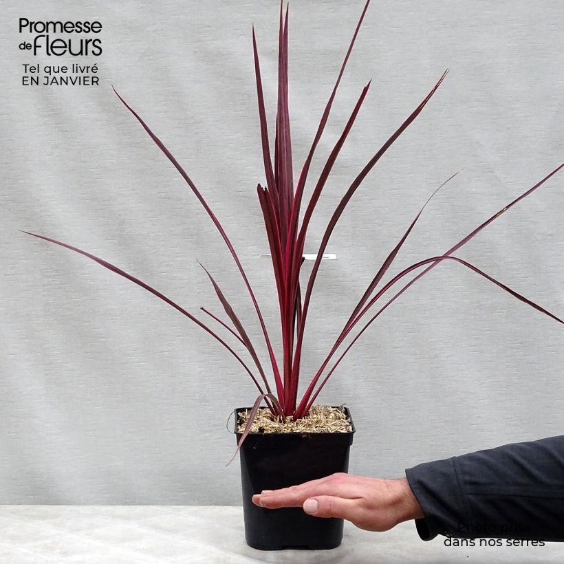Cordyline banksii Electric Pink Maceta 3L/4L Ejemplar entregado en invierno
