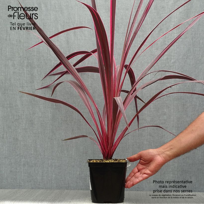 Ejemplar de Cordyline banksii Electric Pink Maceta 3L/4L entregado en otoño