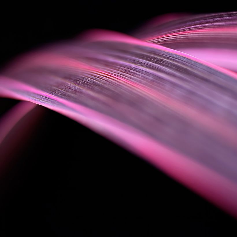 Cordyline banksii Electric Pink (Follaje)
